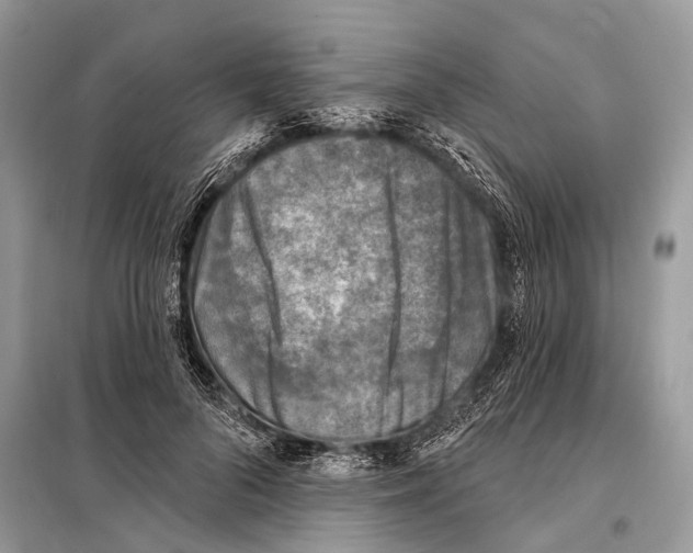 X0000098110696200805021133