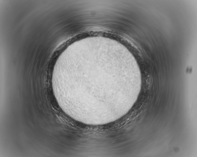 X0000098110775200805021132