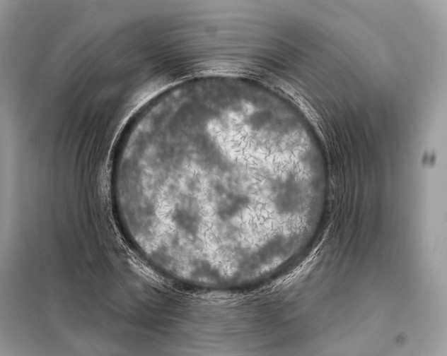 X0000098110779200805021132