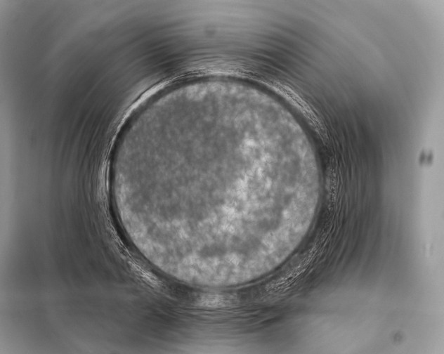 X0000098110790200805021131