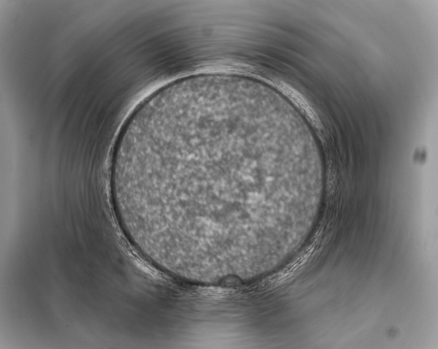 X0000098110854200805021131