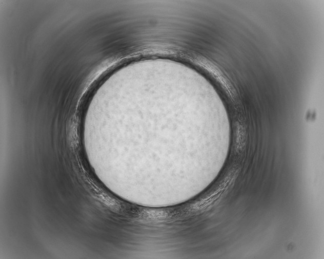 X0000098110878200805021130