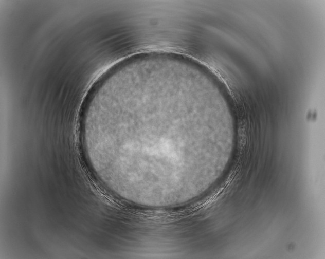 X0000098110879200805021130