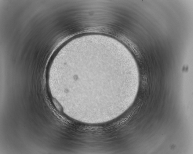 X0000098110884200805021130