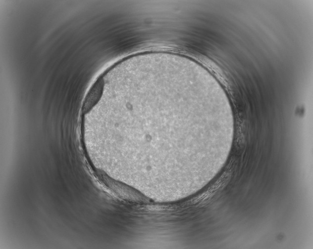 X0000098110904200805021130