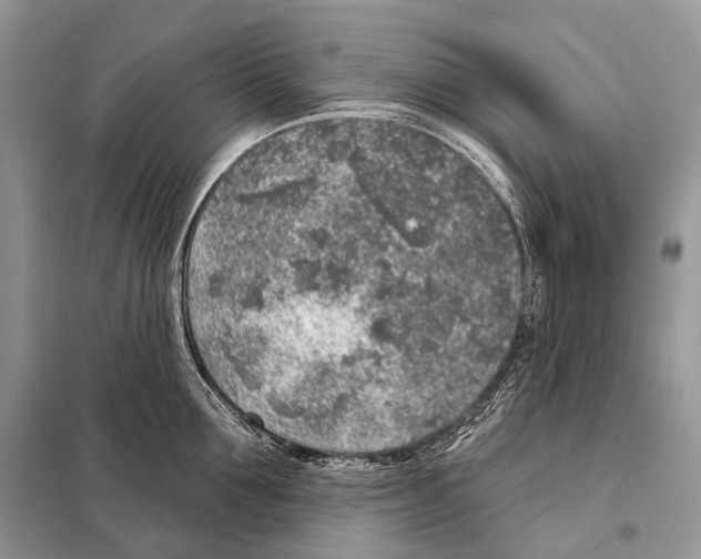 X0000098110907200805021130