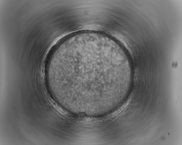 X0000098110923200805021129