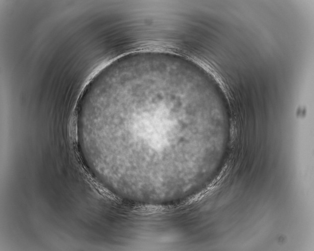 X0000098110925200805021129