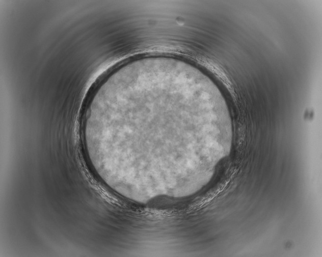 X0000098110928200805021129