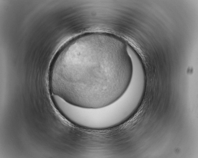 X0000098110942200805021130