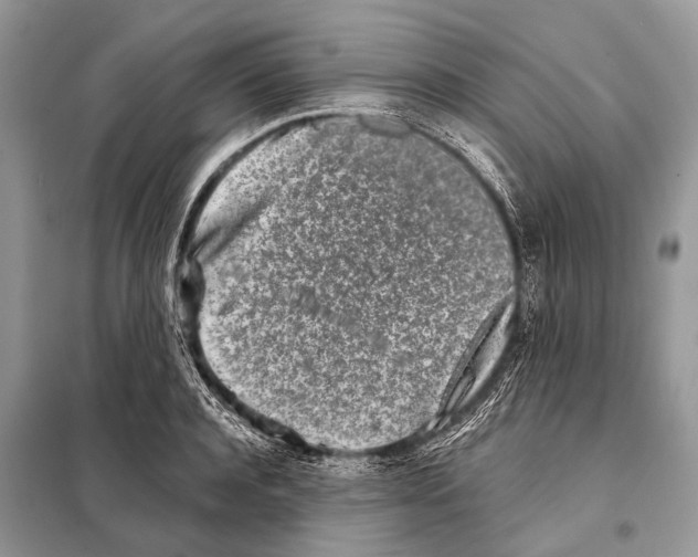 X0000098110944200805021130