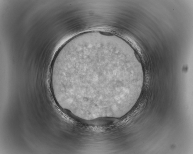 X0000098110952200805021130