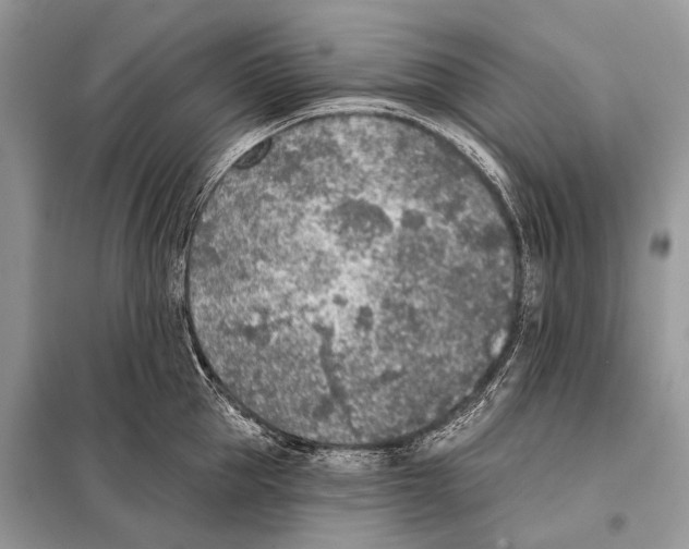 X0000098110953200805021130