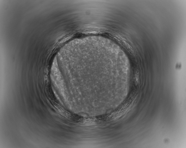 X0000098110964200805021129