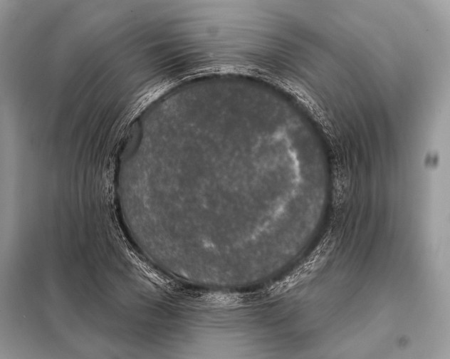 X0000098110977200805021129