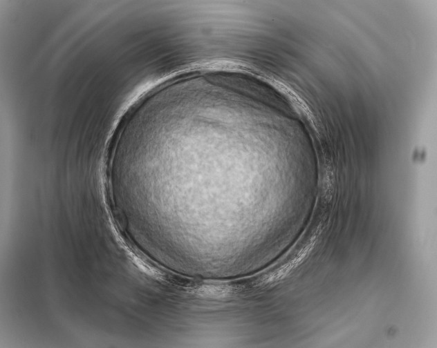 X0000098110989200805021129