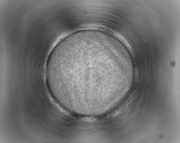 X0000098110994200805021129