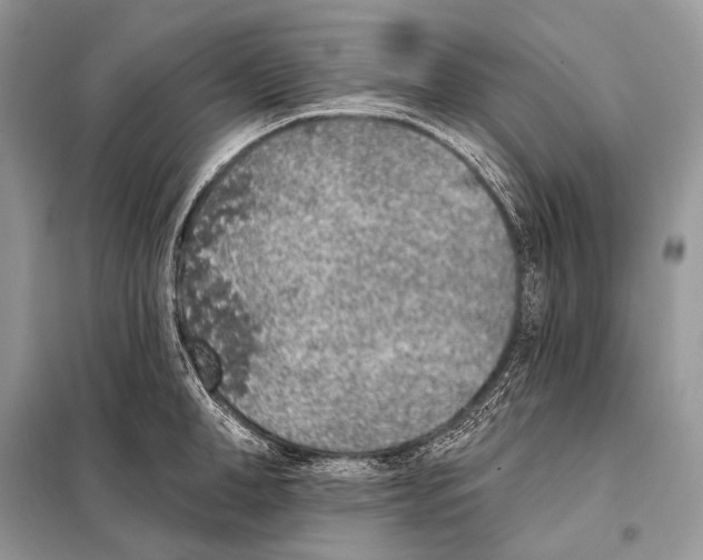 X0000098110998200805021129