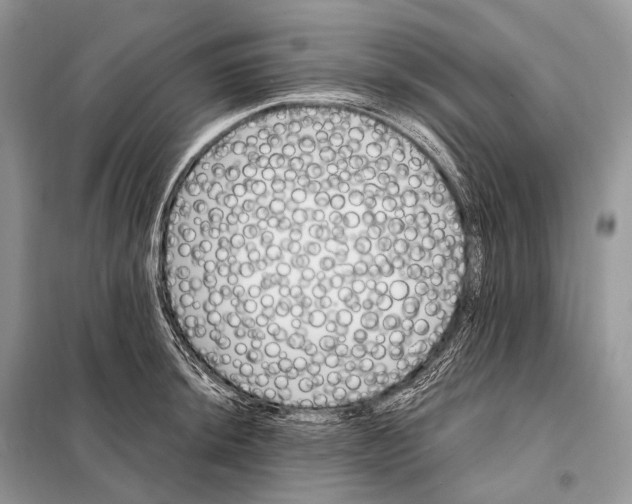 X0000098111044200805021128