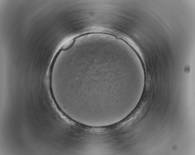 X0000098111053200805021128