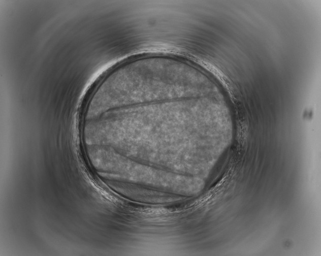 X0000098111120200805021127