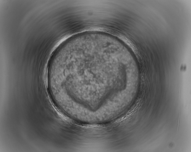 X0000098111127200805021127