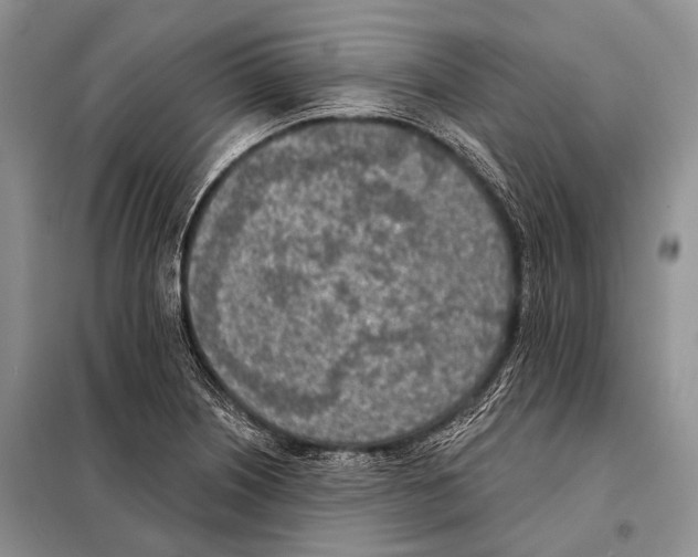 X0000098111226200805021125