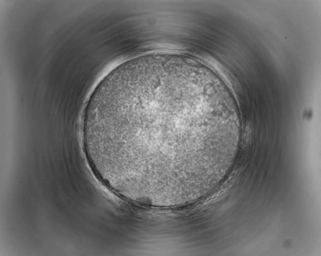 X0000098111243200805021126