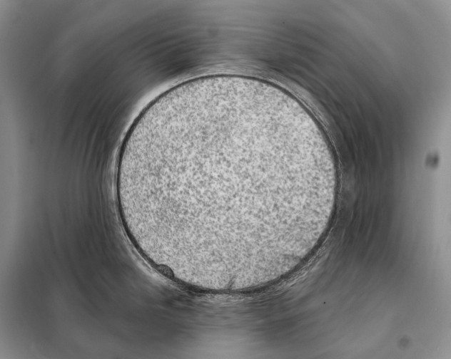 X0000098111246200805021126