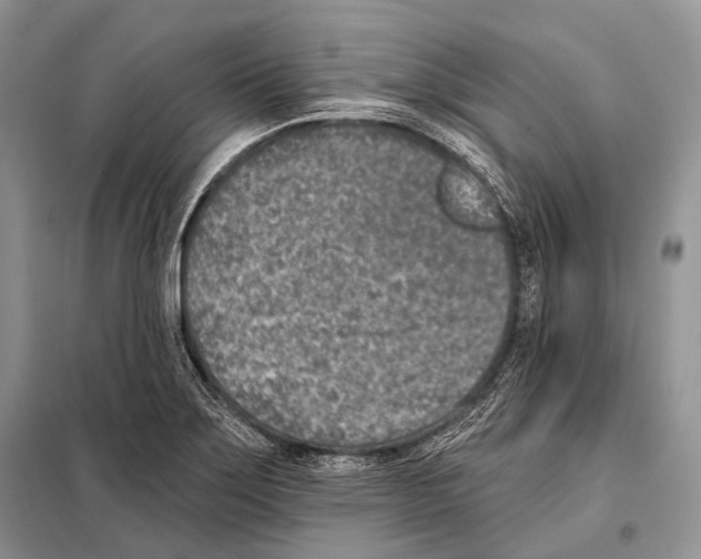 X0000098111275200805021124