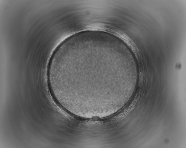 X0000098111331200805021124