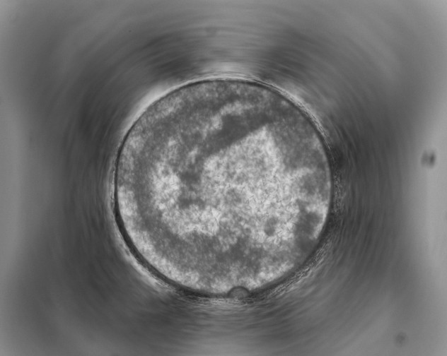 X0000098111383200805021123