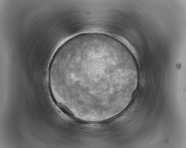 X0000098111388200805021123