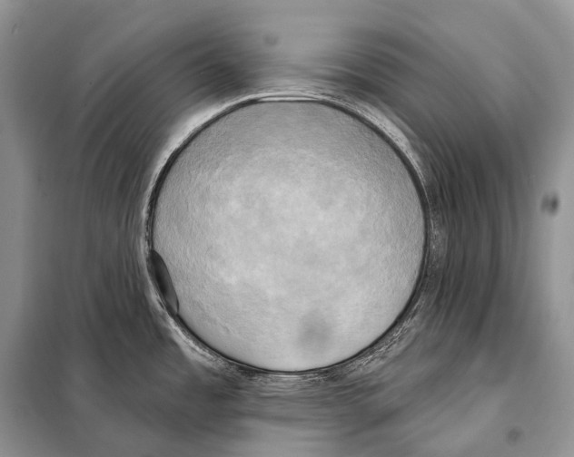 X0000098111485200805021121