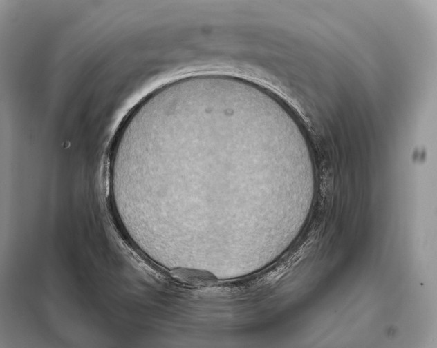 X0000098111510200805021121