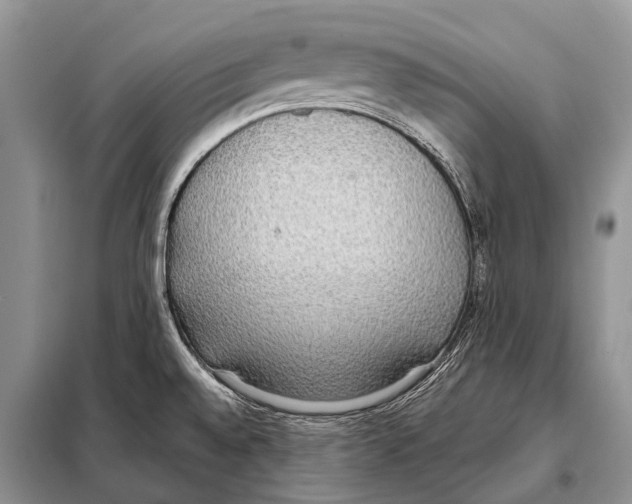 X0000098111528200805021121