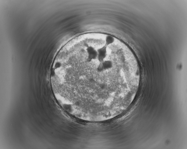 X0000098111529200805021121