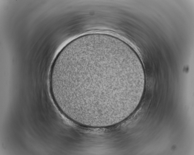 X0000098111533200805021121