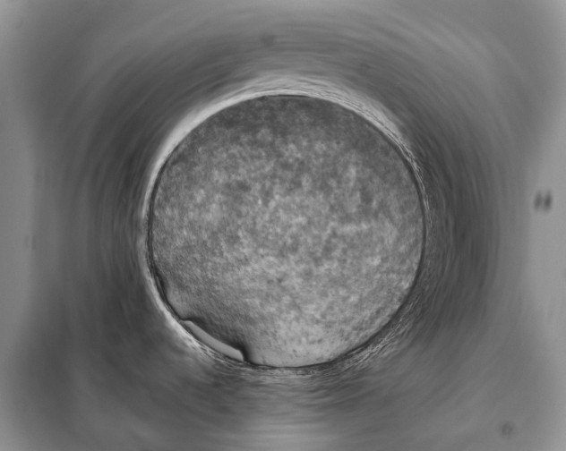 X0000098111536200805021121