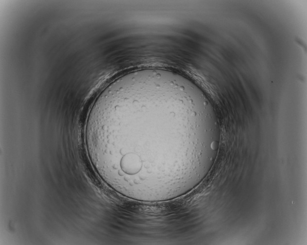 X0000098120347200804040829