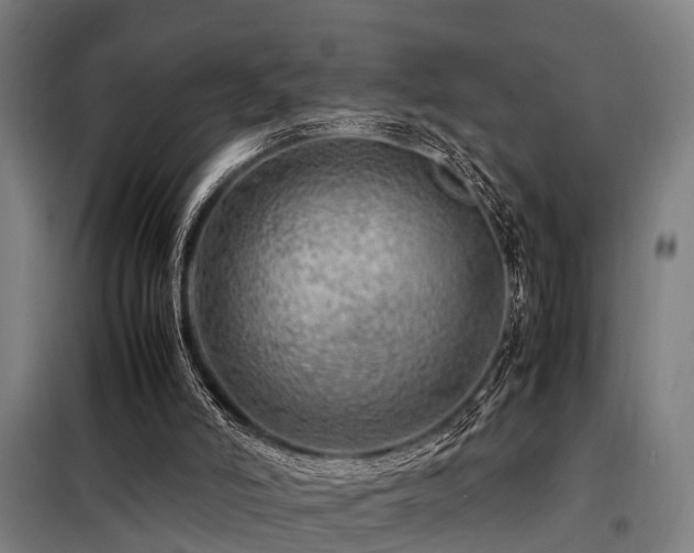 X0000098120006200804041418