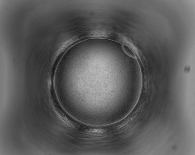 X0000098120059200804041417