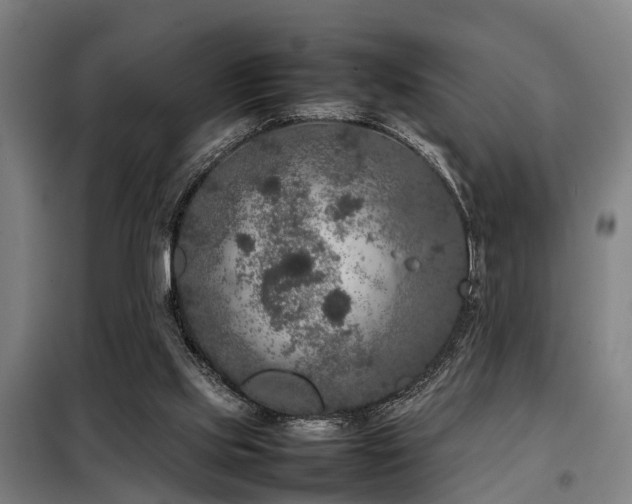 X0000098120061200804041417