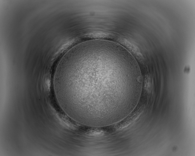 X0000098120206200804041415