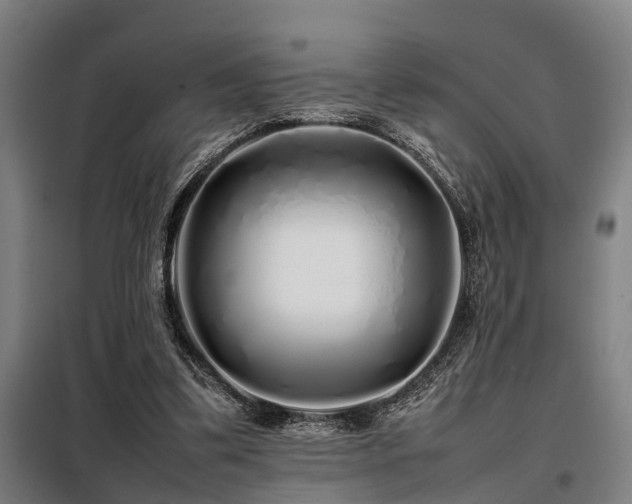 X0000098120299200804041414