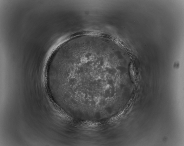 X0000098120343200804041413