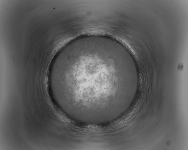 X0000098120487200804041411