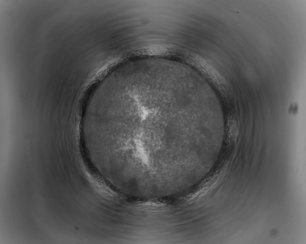 X0000098120542200804041410
