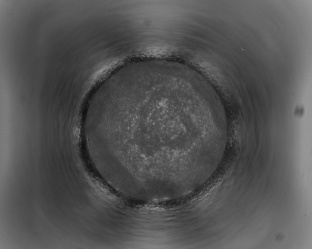 X0000098120640200804041409