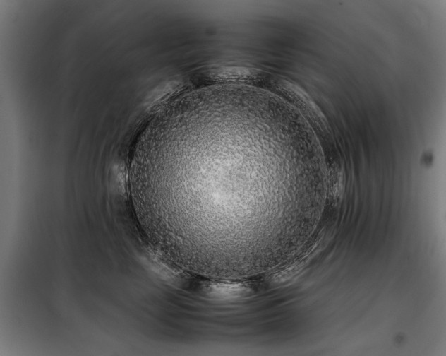 X0000098120669200804041409